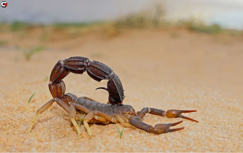 Safety Tips for Desert Campers: What to Do if You Encounter Snakes or Scorpions